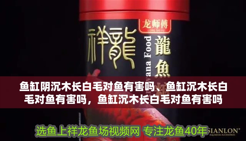 魚缸陰沉木長白毛對魚有害嗎、魚缸沉木長白毛對魚有害嗎，魚缸沉木長白毛對魚有害嗎