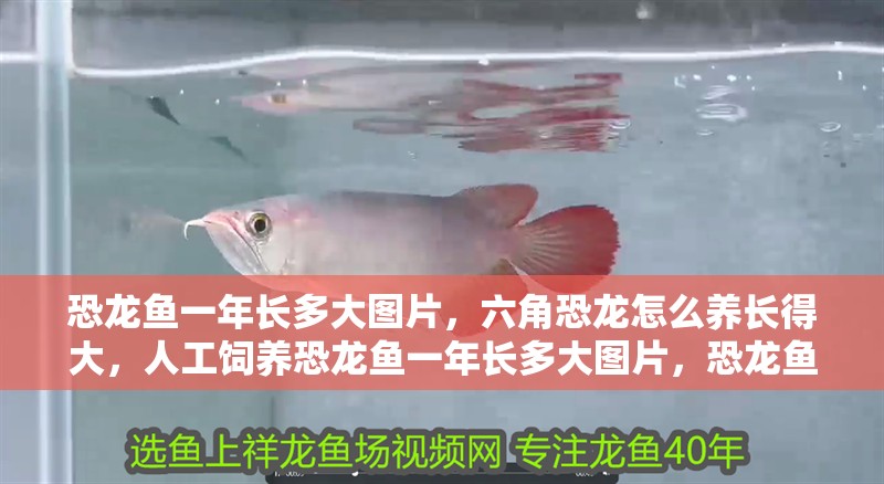 恐龍魚(yú)一年長(zhǎng)多大圖片，六角恐龍?jiān)趺答B(yǎng)長(zhǎng)得大，人工飼養(yǎng)恐龍魚(yú)一年長(zhǎng)多大圖片，恐龍魚(yú)一年長(zhǎng)多大圖片
