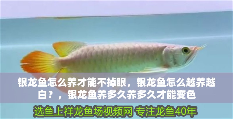 銀龍魚怎么養(yǎng)才能不掉眼，銀龍魚怎么越養(yǎng)越白？，銀龍魚養(yǎng)多久養(yǎng)多久才能變色