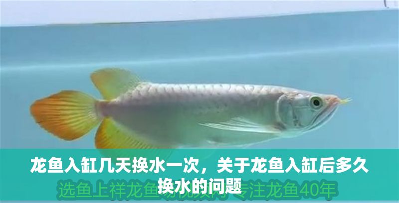 龍魚入缸幾天換水一次，關于龍魚入缸后多久換水的問題