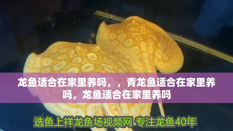 龍魚適合在家里養嗎，，青龍魚適合在家里養嗎，龍魚適合在家里養嗎