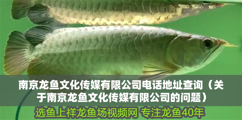 南京龍魚文化傳媒有限公司電話地址查詢（關(guān)于南京龍魚文化傳媒有限公司的問(wèn)題）