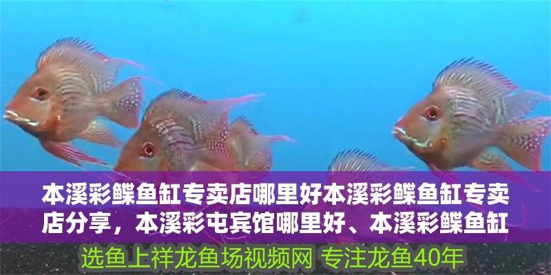 本溪彩鰈魚缸專賣店哪里好本溪彩鰈魚缸專賣店分享，本溪彩屯賓館哪里好、本溪彩鰈魚缸專賣店的介紹 本溪彩鰈魚缸專賣店哪里好本溪彩鰈魚缸專賣店分享，本溪彩屯賓館哪里好、本溪彩鰈魚缸專賣店的介紹 觀賞魚百科 第2張