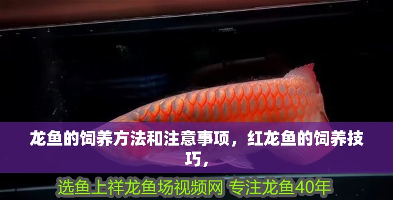 龍魚的飼養方法和注意事項，紅龍魚的飼養技巧，
