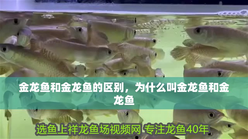 金龍魚和金龍魚的區別，為什么叫金龍魚和金龍魚
