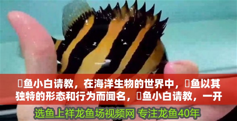 魟魚小白請教，在海洋生物的世界中，魟魚以其獨特的形態(tài)和行為而聞名，魟魚小白請教，一開始是一對有一天早上起來就西游去了