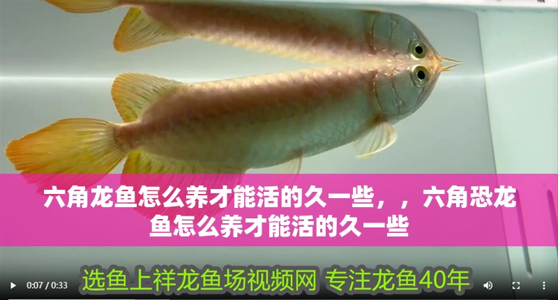 六角龍魚怎么養才能活的久一些，，六角恐龍魚怎么養才能活的久一些