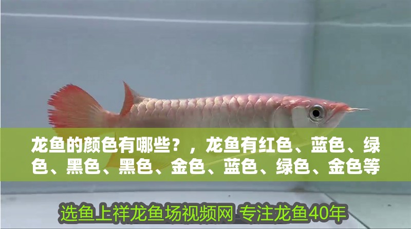 龍魚的顏色有哪些？，龍魚有紅色、藍(lán)色、綠色、黑色、黑色、金色、藍(lán)色、綠色、金色等