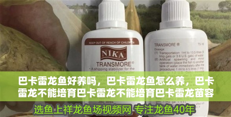 巴卡雷龍魚好養嗎，巴卡雷龍魚怎么養，巴卡雷龍不能培育巴卡雷龍不能培育巴卡雷龍苗容易死嗎