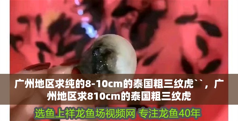 廣州地區求純的8-10cm的泰國粗三紋虎``，廣州地區求810cm的泰國粗三紋虎