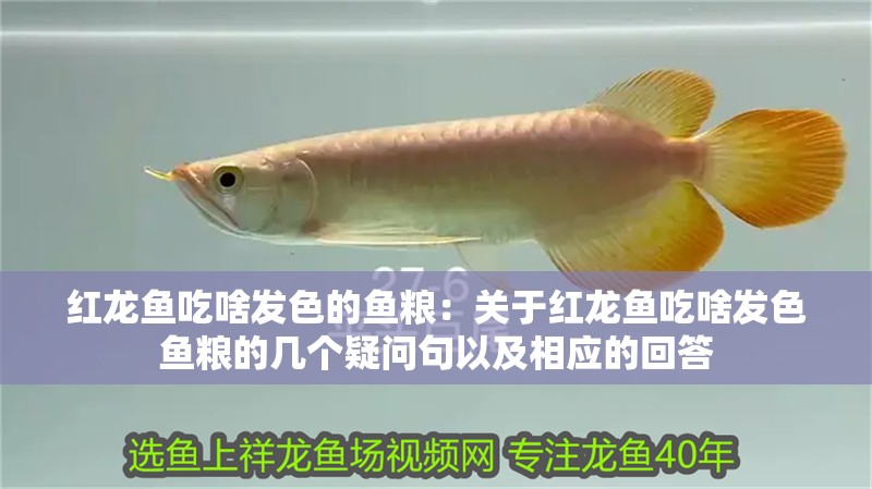 紅龍魚吃啥發色的魚糧：關于紅龍魚吃啥發色魚糧的幾個疑問句以及相應的回答