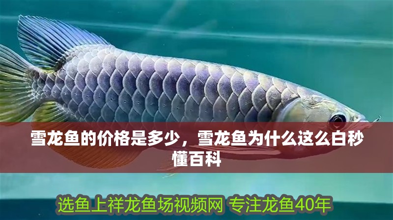 雪龍魚的價格是多少，雪龍魚為什么這么白秒懂百科
