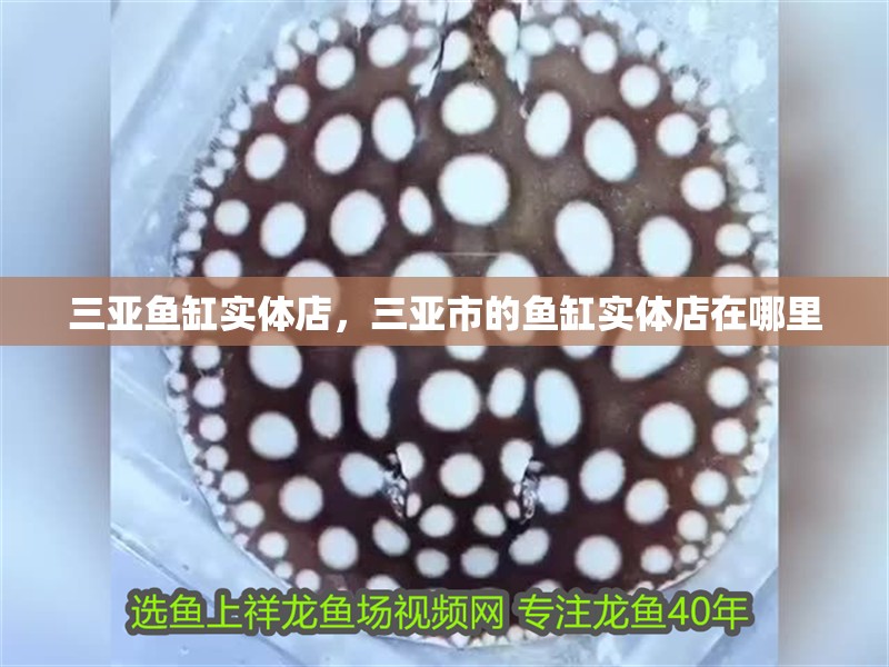 三亞魚(yú)缸實(shí)體店，三亞市的魚(yú)缸實(shí)體店在哪里