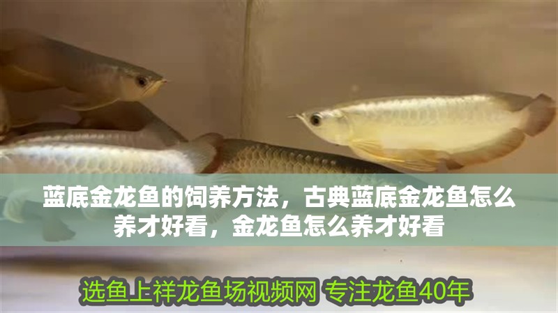藍底金龍魚的飼養方法，古典藍底金龍魚怎么養才好看，金龍魚怎么養才好看