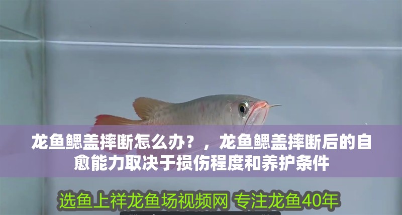 龍魚鰓蓋摔斷怎么辦？，龍魚鰓蓋摔斷后的自愈能力取決于損傷程度和養(yǎng)護(hù)條件