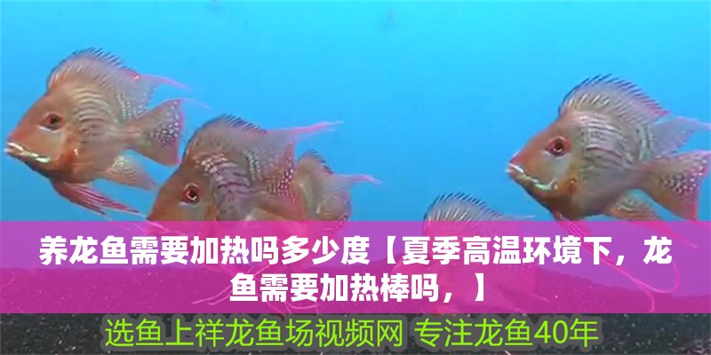 養(yǎng)龍魚(yú)需要加熱嗎多少度【夏季高溫環(huán)境下，龍魚(yú)需要加熱棒嗎，】