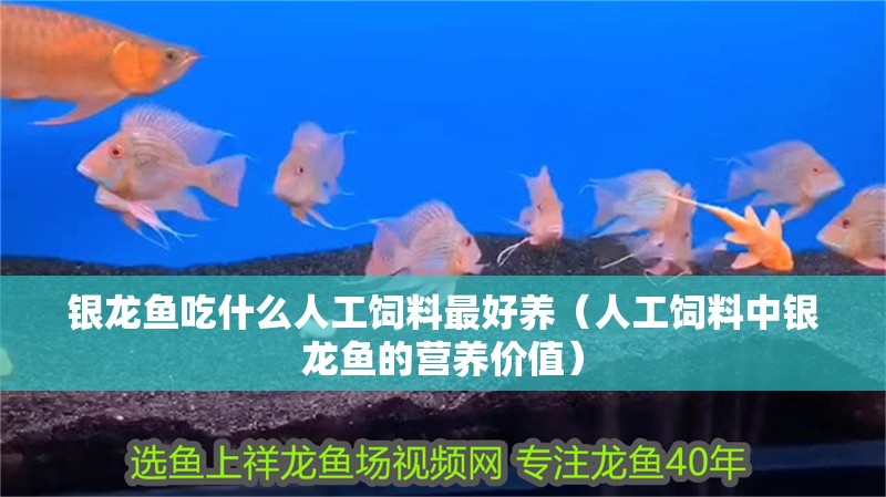 銀龍魚吃什么人工飼料最好養（人工飼料中銀龍魚的營養價值）