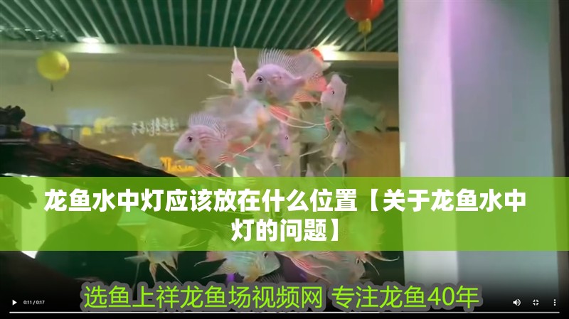 龍魚水中燈應(yīng)該放在什么位置【關(guān)于龍魚水中燈的問題】
