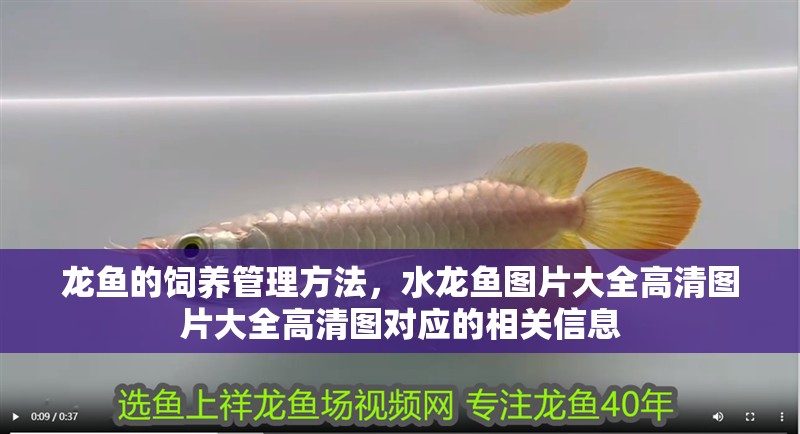 龍魚的飼養管理方法，水龍魚圖片大全高清圖片大全高清圖對應的相關信息