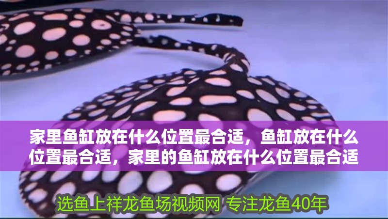 家里魚(yú)缸放在什么位置最合適，魚(yú)缸放在什么位置最合適，家里的魚(yú)缸放在什么位置最合適
