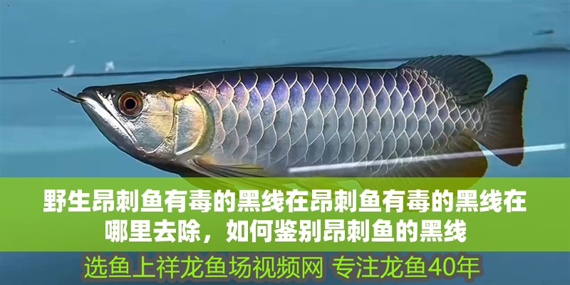 野生昂刺魚有毒的黑線在昂刺魚有毒的黑線在哪里去除，如何鑒別昂刺魚的黑線