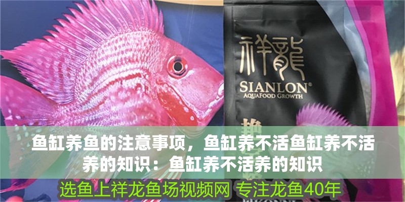 魚(yú)缸養(yǎng)魚(yú)的注意事項(xiàng)，魚(yú)缸養(yǎng)不活魚(yú)缸養(yǎng)不活養(yǎng)的知識(shí)：魚(yú)缸養(yǎng)不活養(yǎng)的知識(shí)