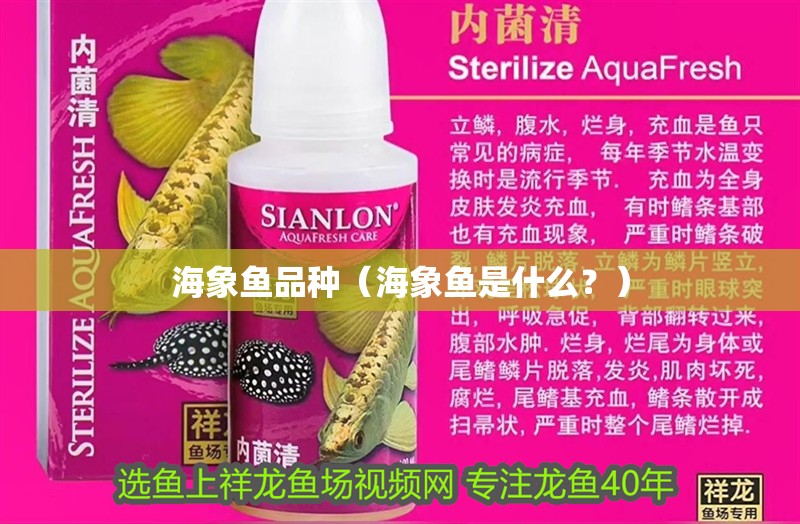 海象魚品種（海象魚是什么？）