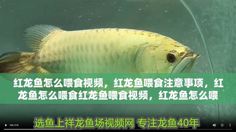 紅龍魚怎么喂食視頻，紅龍魚喂食注意事項，紅龍魚怎么喂食紅龍魚喂食視頻，紅龍魚怎么喂食視頻