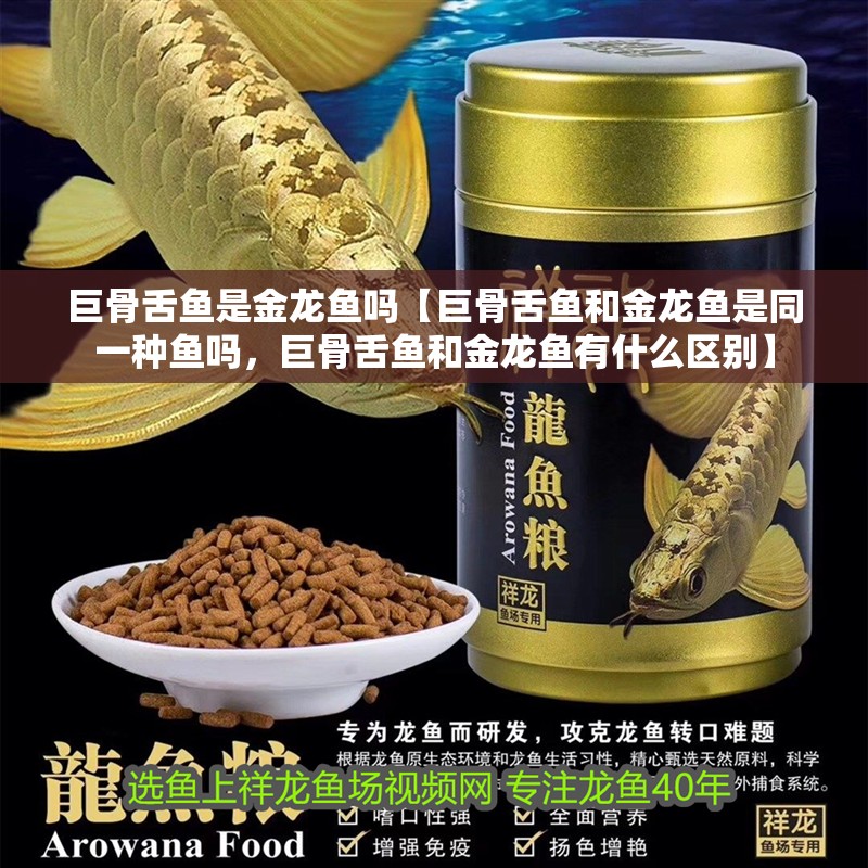 巨骨舌魚是金龍魚嗎【巨骨舌魚和金龍魚是同一種魚嗎，巨骨舌魚和金龍魚有什么區別】