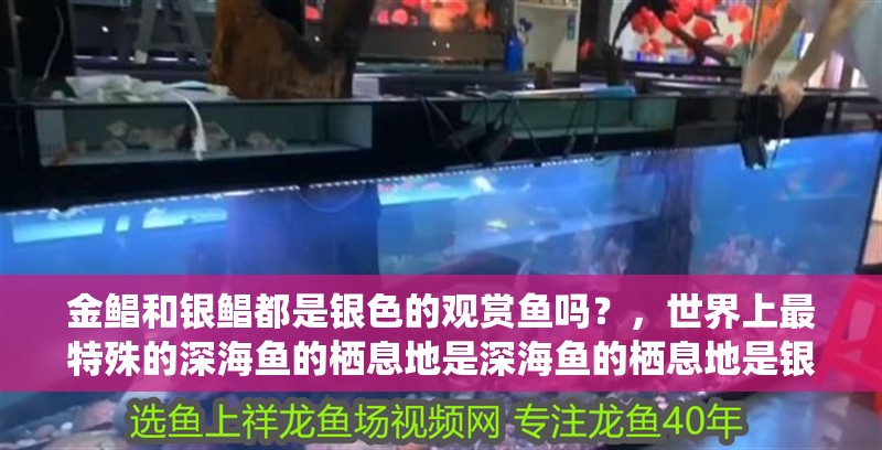 金鯧和銀鯧都是銀色的觀賞魚嗎?,世界上最特殊的深海魚的棲息地是深海魚的棲息地是銀龍魚 觀賞魚百科 第2張 金鯧和銀鯧都是銀色的觀賞魚嗎?,世界上最特殊的深海魚的棲息地是深海魚的棲息地是銀龍魚 金鯧和銀鯧都是銀色的觀賞魚嗎?,世界上最特殊的深海魚的棲息地是深海魚的棲息地是銀龍魚 觀賞魚百科 第2張