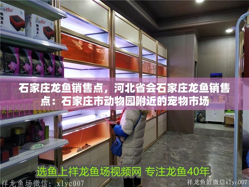石家莊龍魚銷售點，河北省會石家莊龍魚銷售點：石家莊市動物園附近的寵物市場