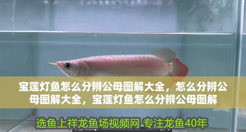 寶蓮燈魚怎么分辨公母圖解大全，怎么分辨公母圖解大全，寶蓮燈魚怎么分辨公母圖解