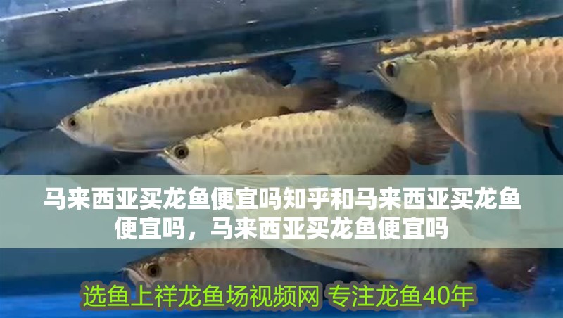 馬來西亞買龍魚便宜嗎知乎和馬來西亞買龍魚便宜嗎，馬來西亞買龍魚便宜嗎