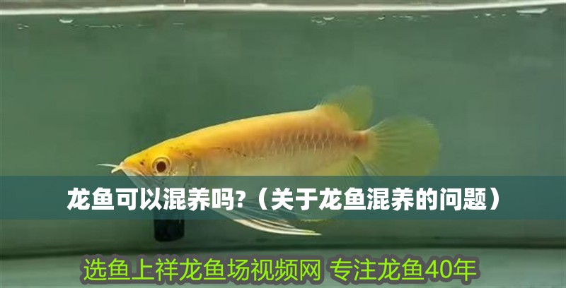 龍魚可以混養嗎?（關于龍魚混養的問題）