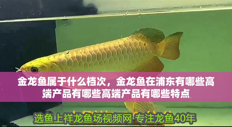 金龍魚屬于什么檔次，金龍魚在浦東有哪些高端產品有哪些高端產品有哪些特點