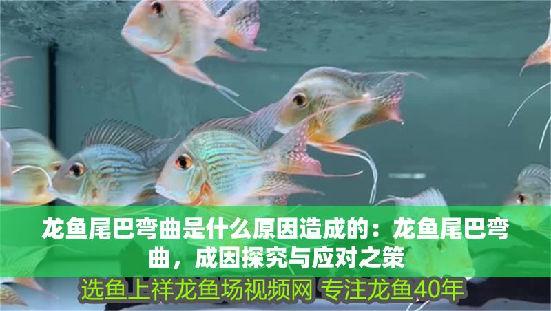 龍魚(yú)尾巴彎曲是什么原因造成的：龍魚(yú)尾巴彎曲，成因探究與應(yīng)對(duì)之策