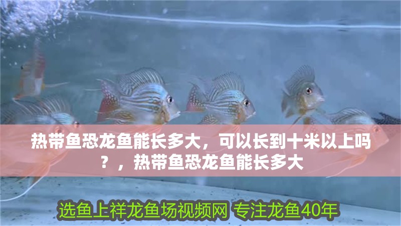 熱帶魚恐龍魚能長多大，可以長到十米以上嗎？，熱帶魚恐龍魚能長多大