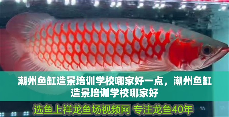 潮州魚(yú)缸造景培訓(xùn)學(xué)校哪家好一點(diǎn)，潮州魚(yú)缸造景培訓(xùn)學(xué)校哪家好