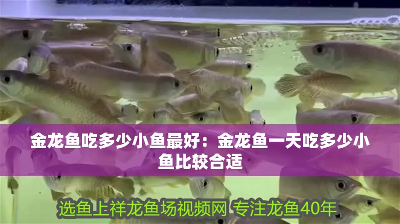 金龍魚吃多少小魚最好：金龍魚一天吃多少小魚比較合適