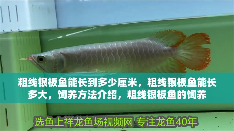 粗線銀板魚能長到多少厘米，粗線銀板魚能長多大，飼養方法介紹，粗線銀板魚的飼養