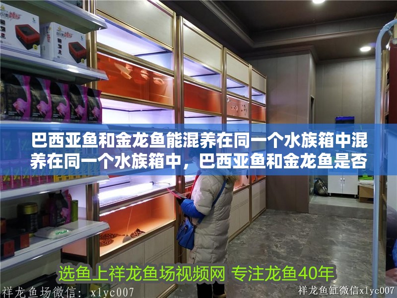 巴西亞魚和金龍魚能混養(yǎng)在同一個(gè)水族箱中混養(yǎng)在同一個(gè)水族箱中，巴西亞魚和金龍魚是否能混養(yǎng)