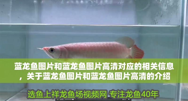 藍龍魚圖片和藍龍魚圖片高清對應的相關信息，關于藍龍魚圖片和藍龍魚圖片高清的介紹 藍龍魚圖片和藍龍魚圖片高清對應的相關信息，關于藍龍魚圖片和藍龍魚圖片高清的介紹 觀賞魚百科