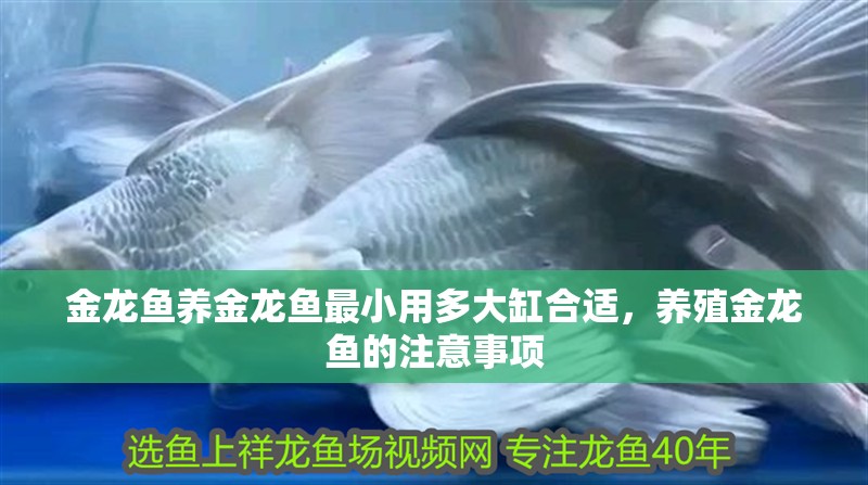 金龍魚養金龍魚最小用多大缸合適，養殖金龍魚的注意事項
