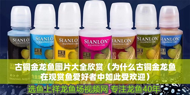 古銅金龍魚圖片大全欣賞（為什么古銅金龍魚在觀賞魚愛好者中如此受歡迎）