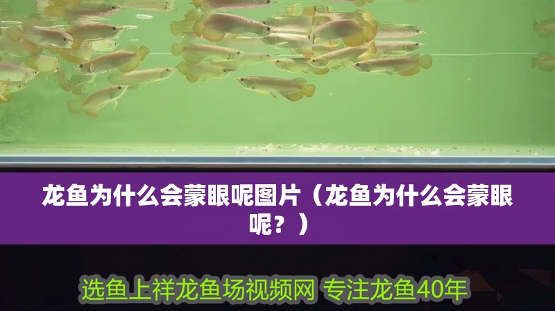 龍魚為什么會蒙眼呢圖片（龍魚為什么會蒙眼呢？） 龍魚為什么會蒙眼呢圖片（龍魚為什么會蒙眼呢？） 觀賞魚百科 第2張