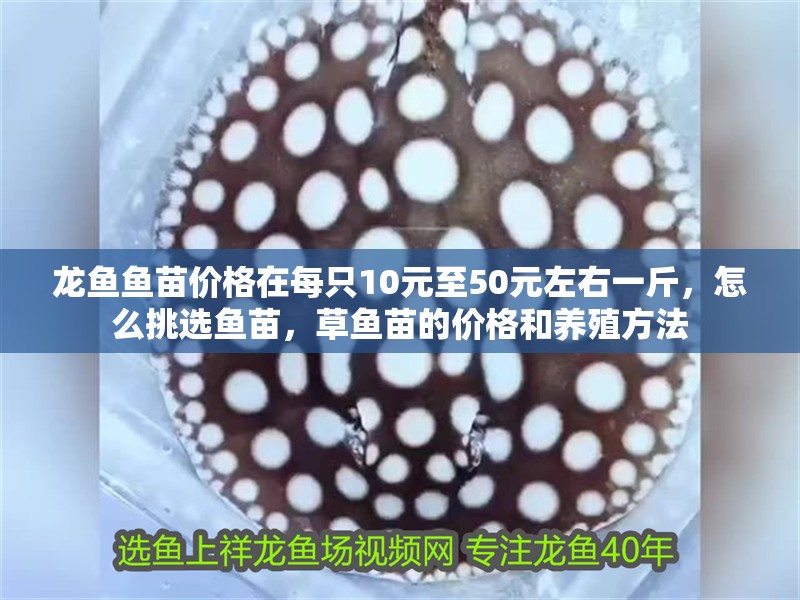 龍魚魚苗價格在每只10元至50元左右一斤，怎么挑選魚苗，草魚苗的價格和養(yǎng)殖方法