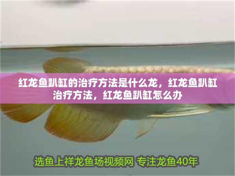 紅龍魚趴缸的治療方法是什么龍,紅龍魚趴缸治療方法,紅龍魚趴缸怎么辦 觀賞魚百科 第2張 紅龍魚趴缸的治療方法是什么龍,紅龍魚趴缸治療方法,紅龍魚趴缸怎么辦 紅龍魚趴缸的治療方法是什么龍,紅龍魚趴缸治療方法,紅龍魚趴缸怎么辦 觀賞魚百科 第2張