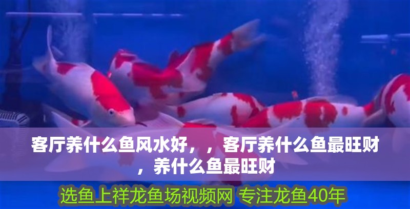 客廳養什么魚風水好，，客廳養什么魚最旺財，養什么魚最旺財