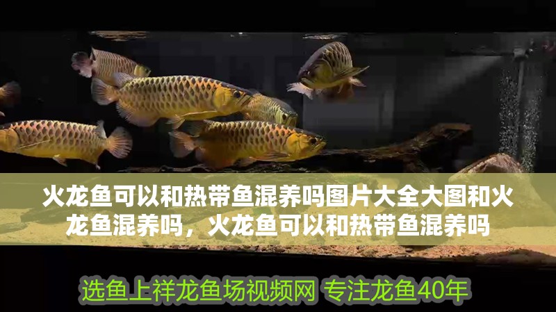 火龍魚可以和熱帶魚混養(yǎng)嗎圖片大全大圖和火龍魚混養(yǎng)嗎，火龍魚可以和熱帶魚混養(yǎng)嗎