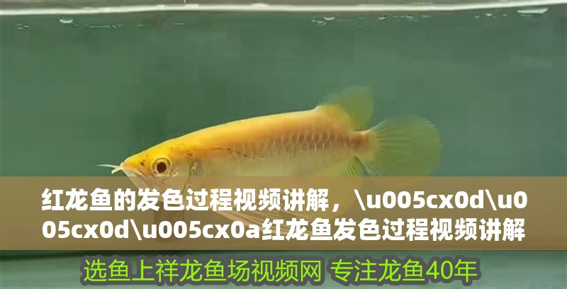 紅龍魚的發色過程視頻講解，\u005cx0d\u005cx0d\u005cx0a紅龍魚發色過程視頻講解
